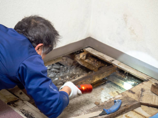 Crawl Space Mold Removal in Hilton, NY