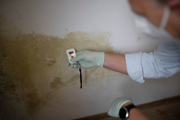 Best Mold Damage Repair  in Hilton, NY