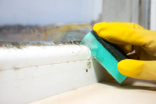 Best Office Mold Removal Services  in Hilton, NY