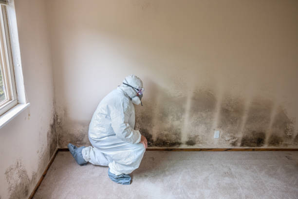 Best Mold Damage Repair  in Hilton, NY