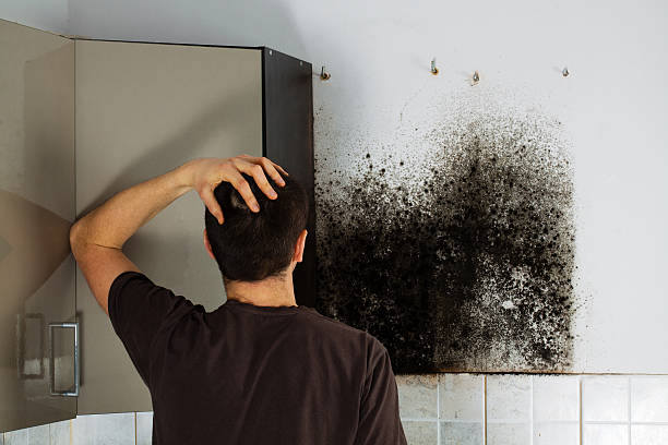 Best Residential Mold Removal  in Hilton, NY